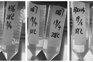 基于微量液体培养基鉴定鼠疫噬菌体宿主谱的方法