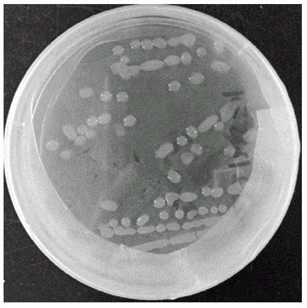 利用芽孢杆菌处理高氨氮废水的方法