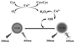 基于氮掺杂碳点和催化氧化反应的荧光传感器及其构建方法和应用