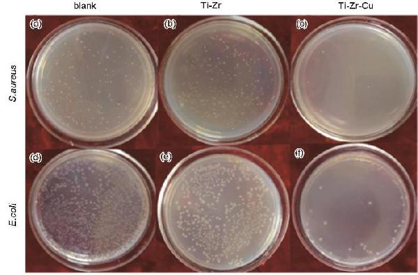 Ti-Zr-Cu合金的抗菌性能和体外生物相容性