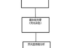 煤地质微生物形态和数量的检测方法