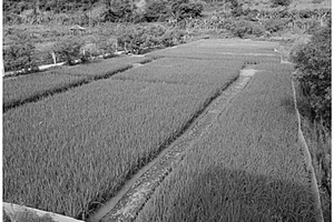 稻田混养泰国虎纹蛙的生态养殖方法