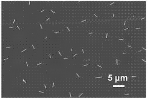 全无机钙钛矿纳米线CsPbX<sub>2</sub>Y及其制备方法和应用