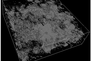 煤炭样品组分分布及物理结构可视化的定量CT表征方法