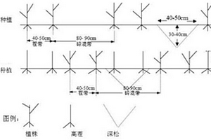 东北地区的玉米耕作栽培方法