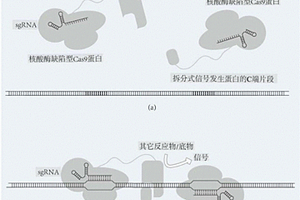 核酸的检测方法