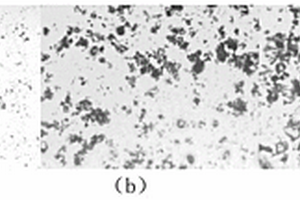 微细粒铁矿物团聚体结构特征原位在线表征方法