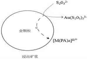 硫代硫酸盐浸金方法及应用