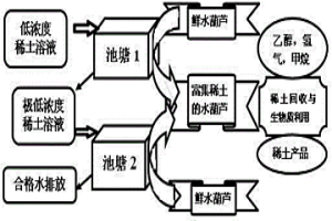 利用水葫芦从低浓度稀土溶液中富集回收稀土的方法