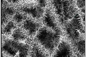 超浸润二氧化钛纳米棒多孔膜的制备及其在乳液分离中的应用