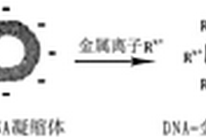 基于天然高分子DNA模板的金属纳米环及制备方法