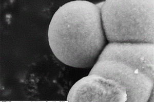 球形二氧化钛包裹硫化锂/硫复合材料的制备方法
