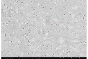 短碳纤维增强Ti<Sub>2</Sub>AlNb复合材料的制备方法