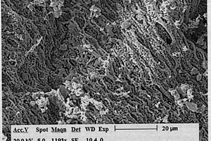 硒化镉纳米纤维的制备方法