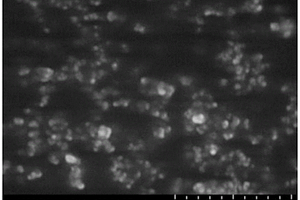 改性纳米沸石颗粒交联聚乙烯基复合材料及其制备方法