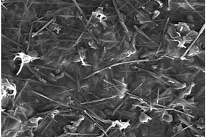 氮化硼纳米管‑纳米纤维素纤维复合材料及其制备方法