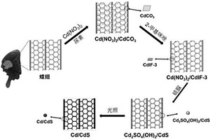 蝶翅构型Cd/CdS复合材料的制备方法及其应用