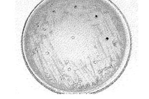 埃银纳米孔复合材料及在吸附、杀死细菌和病毒中的应用