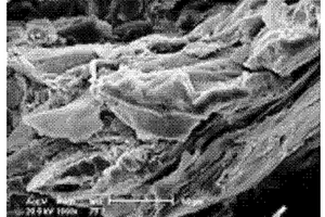 壳聚糖纤维增强聚乳酸复合材料的制备方法