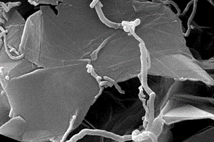 碳纳米管/石墨烯复合材料的制备方法