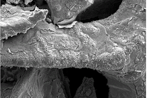 三维大孔石墨烯-碳纳米管-二硫化钼复合材料及其制备方法和应用