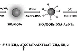 SiO2/GQDs–DNA–Au NPs纳米复合材料及其制备方法和应用