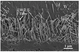 基于石墨烯模板化制备定向生长TiBw增强钛基复合材料的方法
