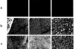 碳/碳复合材料、生物种植体及其生物功能化改性方法