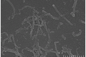 金丝桃素-羧基化碳纳米管-类沸石咪唑框架纳米复合材料的制备方法及应用