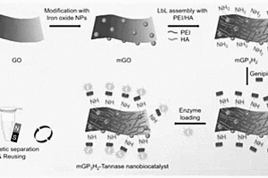 磁性氧化石墨烯/多层纳米复合材料固定化单宁酶的制备方法