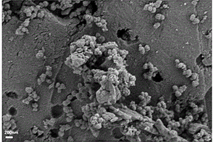 铁酸铜纳米复合材料及其制备方法和应用