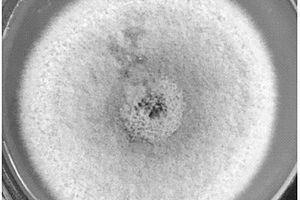 拟盾壳霉属微生物、生物质炭基复合材料制备方法及应用