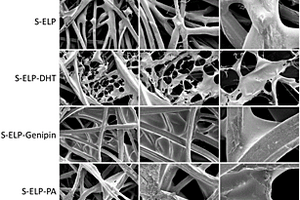 类弹性蛋白-蚕丝纤维多孔复合材料及其应用