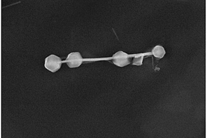 氧化物纳米线/ZIF系MOFs糖葫芦状复合材料及其制备方法