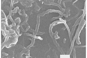 共轭梯形聚合物-碳纳米管复合材料及其制备方法、应用