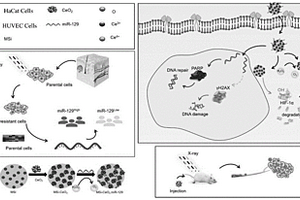 介孔二氧化硅-氧化铈-miR129复合材料及其制备方法和应用