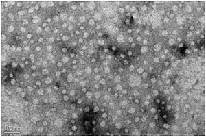 microRNA纳米微囊—壳聚糖复合材料及其制备方法