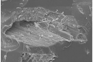 基于生物基苯并噁嗪和植物纤维的全生物基复合材料及其制备方法