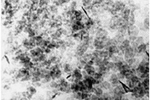 石墨烯包覆氢氧化镁纳米复合材料的制备方法