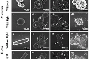 铜纳米粒子/二硫化钼复合材料及其制备方法和应用