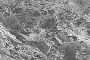 石墨烯基复合材料固定化反硝化细菌的制备方法及其应用