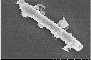 基于UIO‑66与铜纳米线原位共组装合成吸附‑光催化复合材料