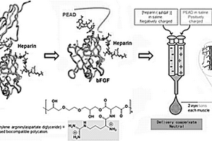 多聚阳离子‑bFGF复合材料及其应用和制备方法