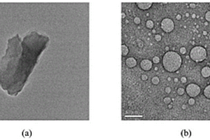 层状二硫化钼-红细胞膜纳米复合材料的制备方法及其应用
