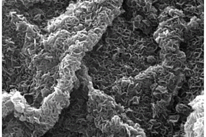 MoS2纳米片垂直内嵌生物碳纳米复合材料及其制备方法与应用