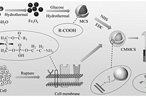 细胞膜键合磁性碳球复合材料及其制备方法和应用