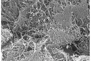 氮化碳改性碳纳米管复合材料的制备方法及其应用