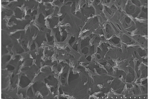 石墨烯-氮化硼纳米管导热填料的制备方法及取向性导热复合材料