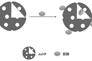 脲酶活性可调节的脲酶-纳米金复合材料及其制备方法与应用