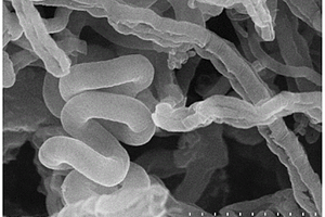 泡沫金属-碳纳米管复合材料及其制备方法与应用